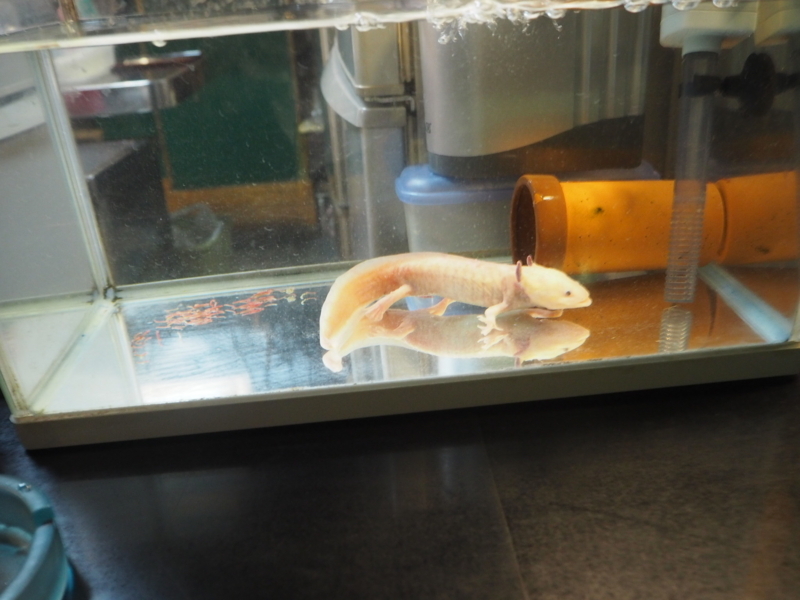 f:id:camelstation:20170723222139j:plain