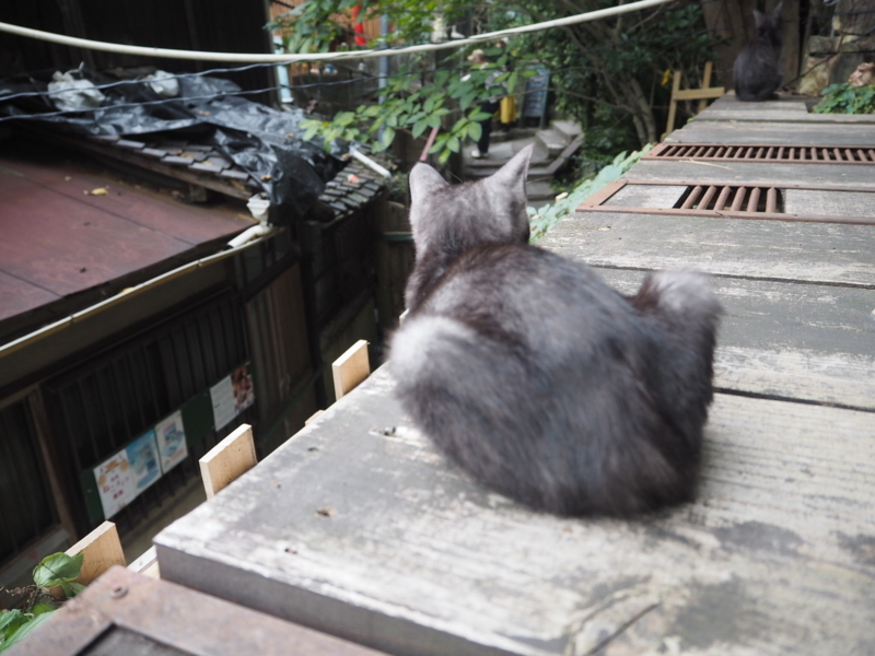 f:id:camelstation:20171008194624j:plain