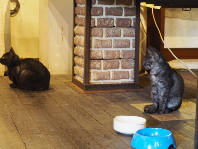 f:id:camelstation:20171008194632j:plain