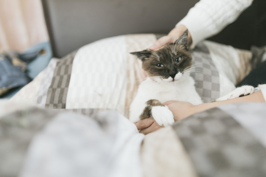 f:id:camelstation:20180507180849j:plain