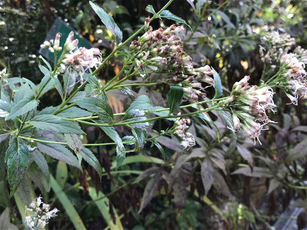 f:id:camelstation:20181124184653j:plain