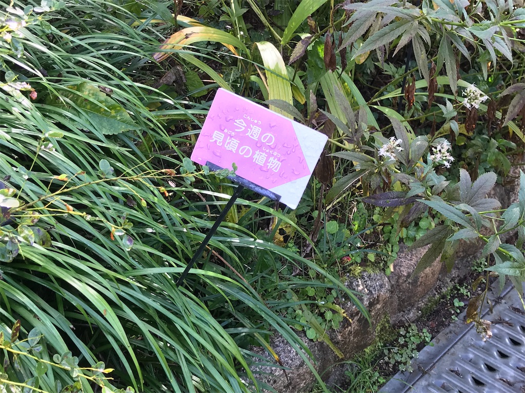 f:id:camelstation:20181124184805j:plain