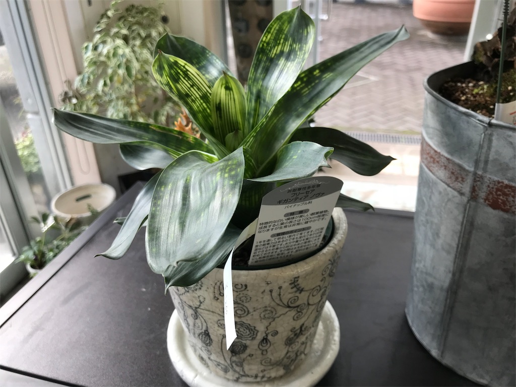 f:id:camelstation:20181124185137j:plain