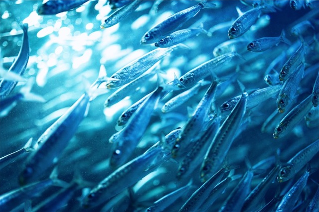 f:id:camelstation:20190209190550j:plain