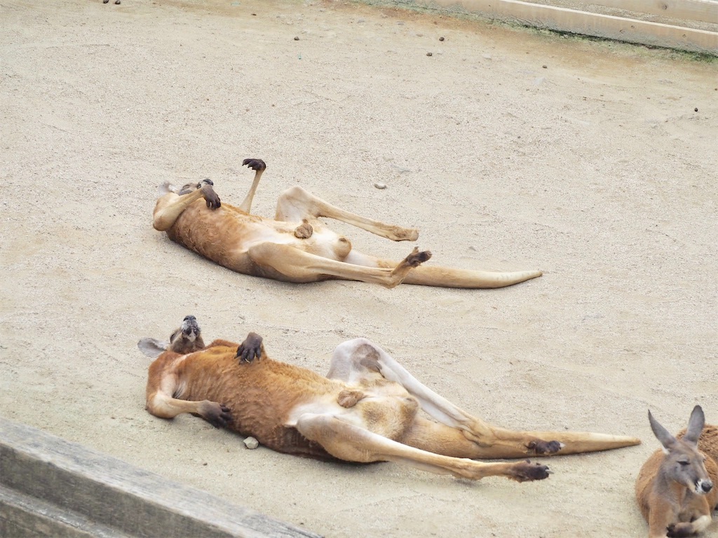 f:id:camelstation:20190827215425j:plain