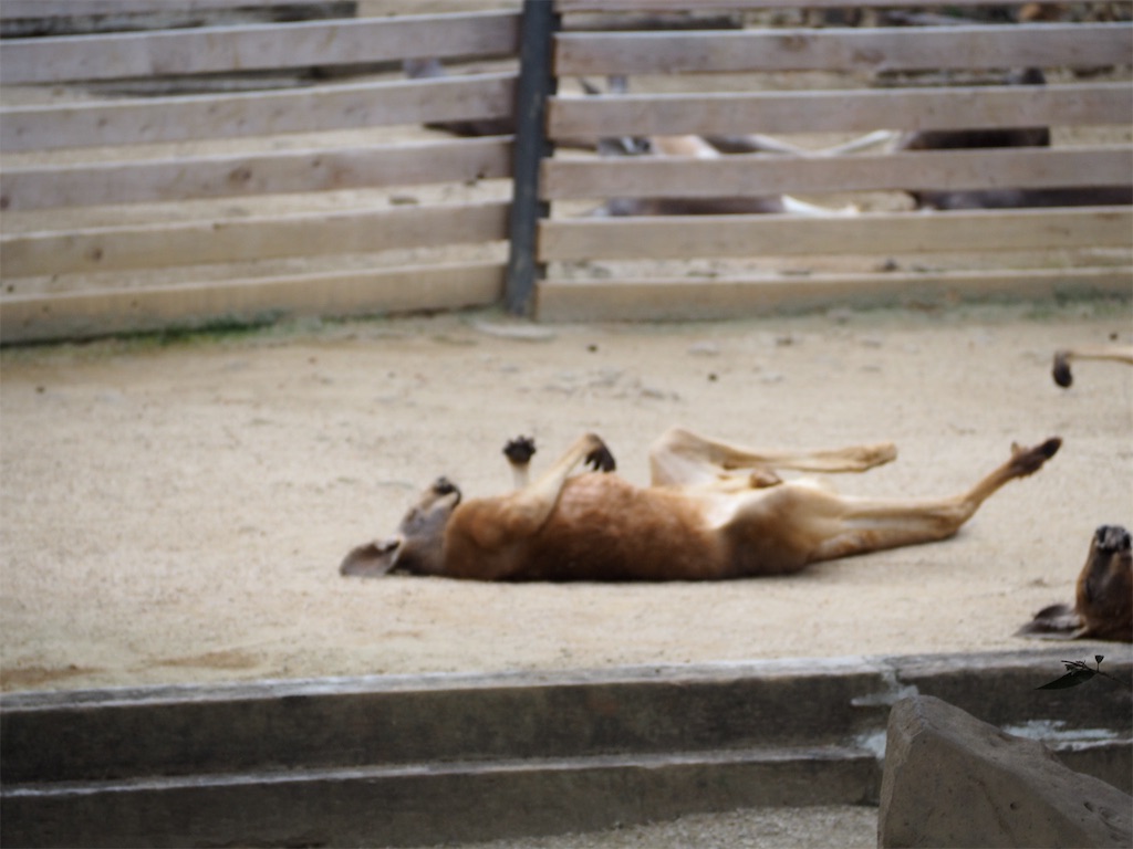 f:id:camelstation:20190827215430j:plain