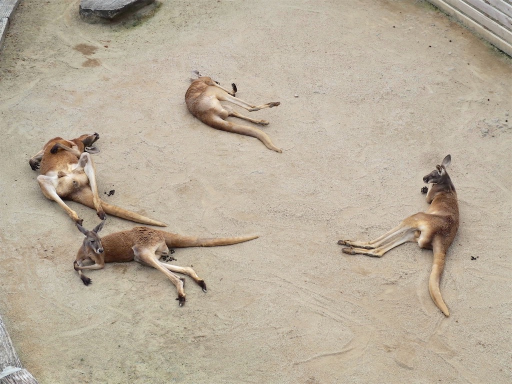 f:id:camelstation:20190827215456j:plain