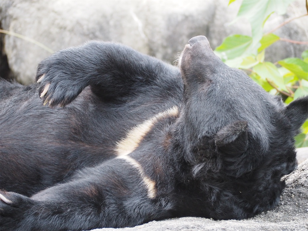 f:id:camelstation:20190827215747j:plain f:id:camelstation:20190827215747j:plain