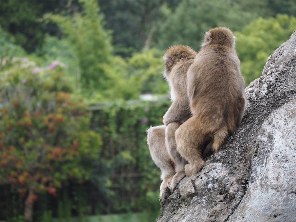 f:id:camelstation:20190827215823j:plain f:id:camelstation:20190827215823j:plain