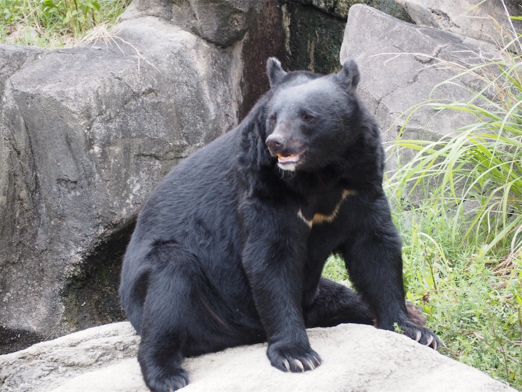 f:id:camelstation:20190827215837j:plain f:id:camelstation:20190827215837j:plain