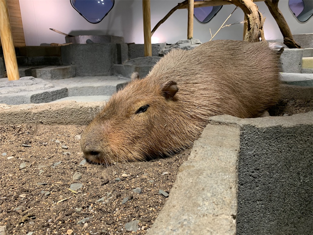 f:id:camelstation:20191216011033j:plain