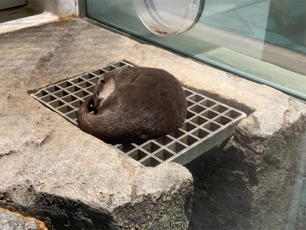 f:id:camelstation:20191216011307j:plain