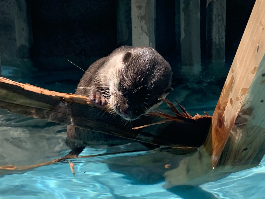 f:id:camelstation:20191216011320j:plain