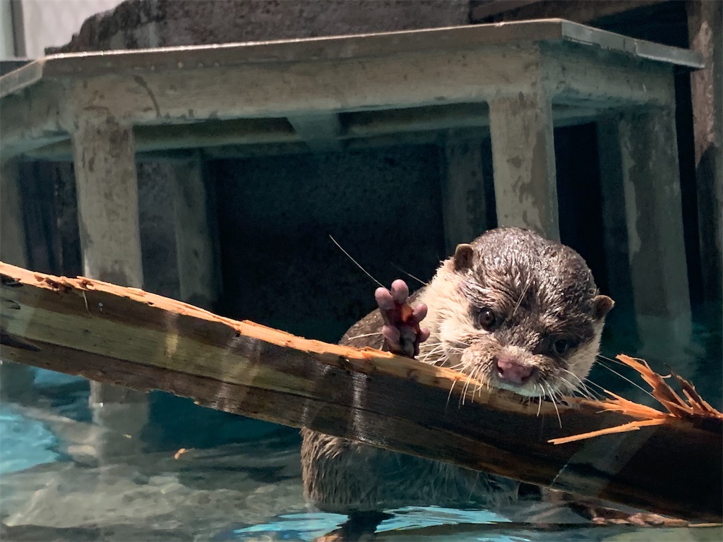 f:id:camelstation:20191216011408j:plain