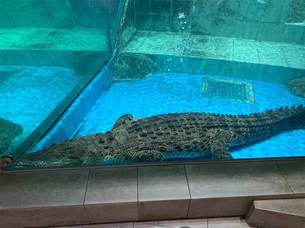 f:id:camelstation:20191216011424j:plain