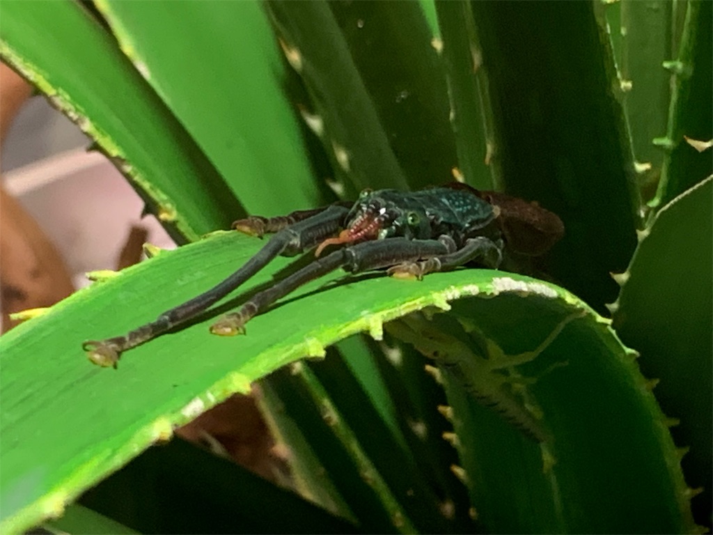 f:id:camelstation:20191216011448j:plain