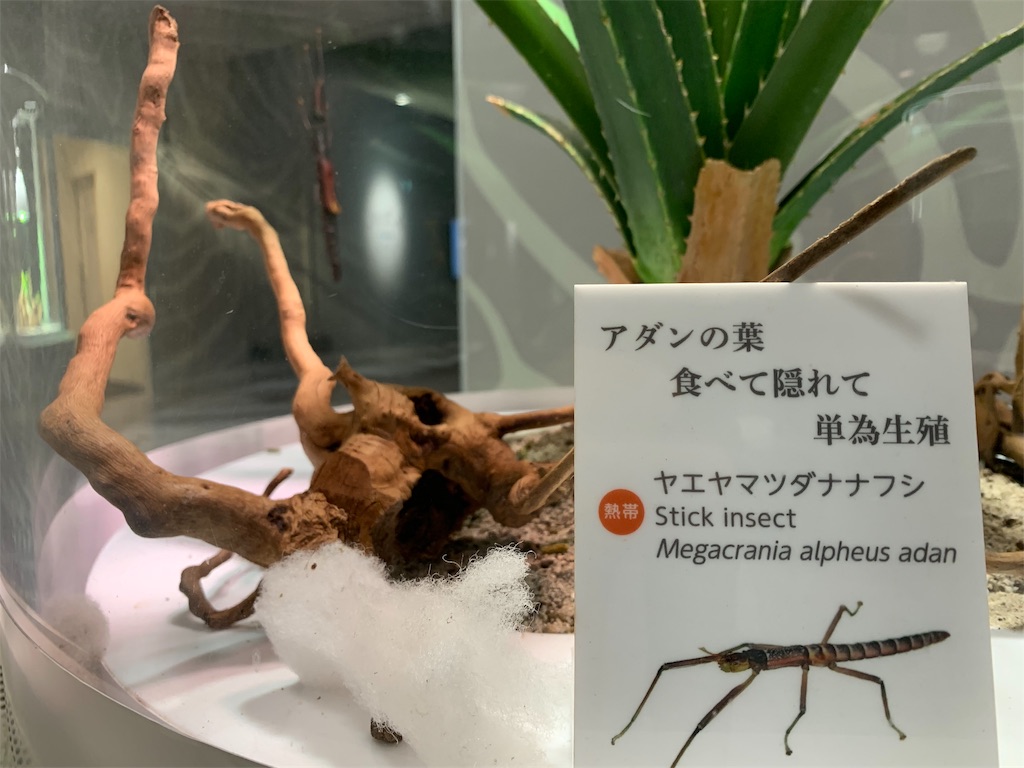 f:id:camelstation:20191216011525j:plain