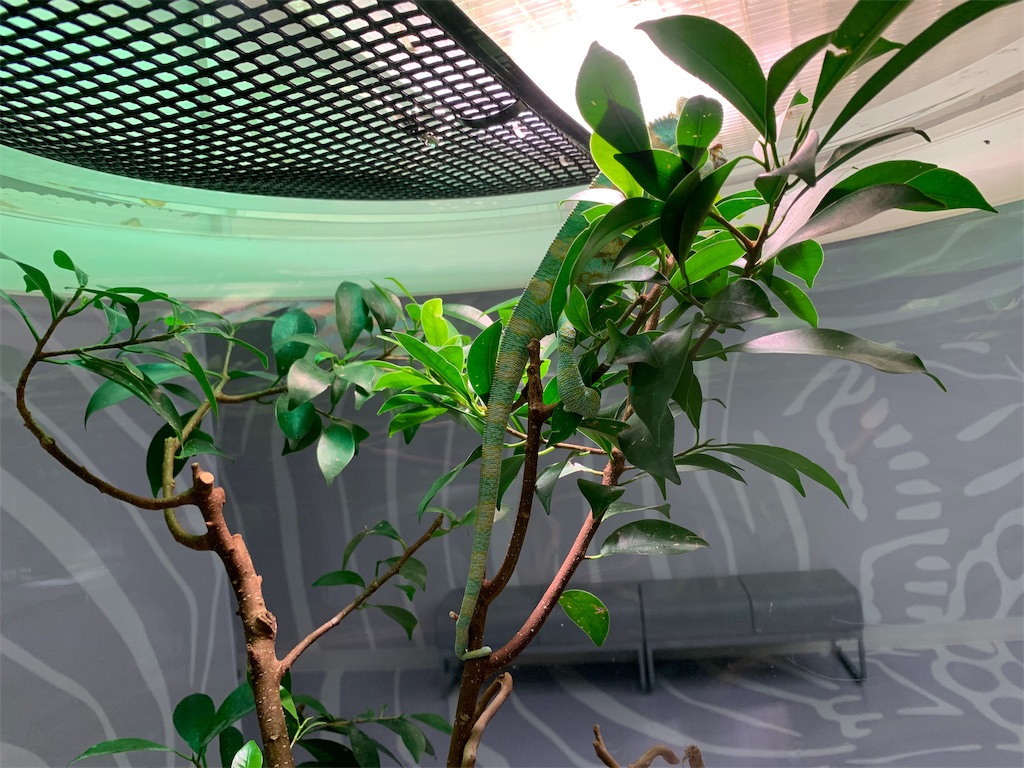 f:id:camelstation:20191216011531j:plain