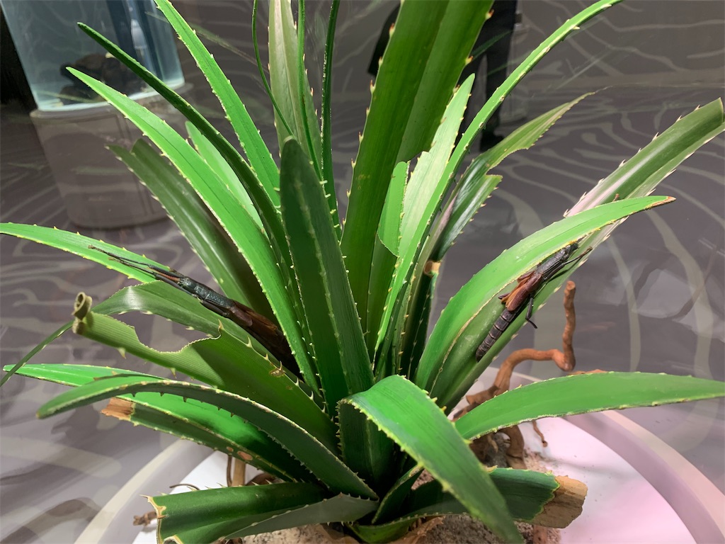 f:id:camelstation:20191216011600j:plain