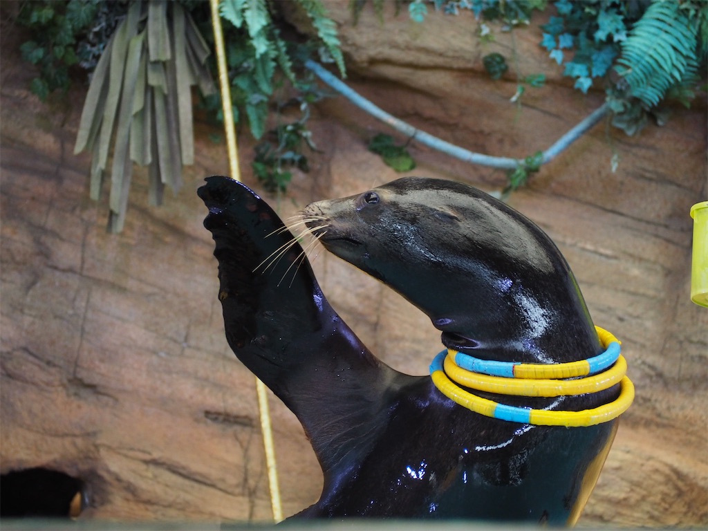 f:id:camelstation:20200125001346j:plain