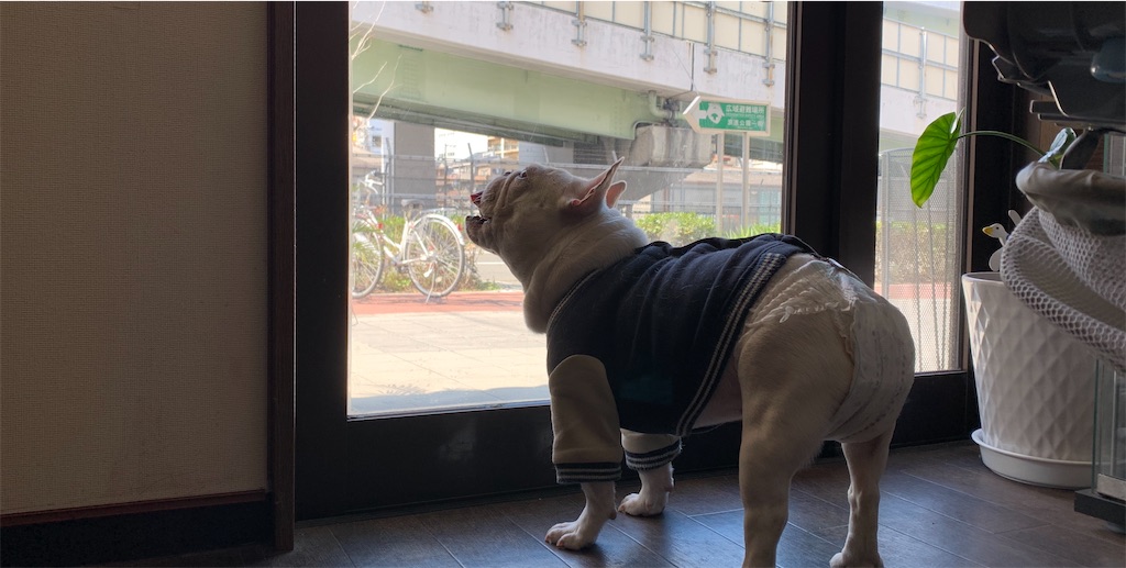 f:id:camelstation:20200303232221j:plain