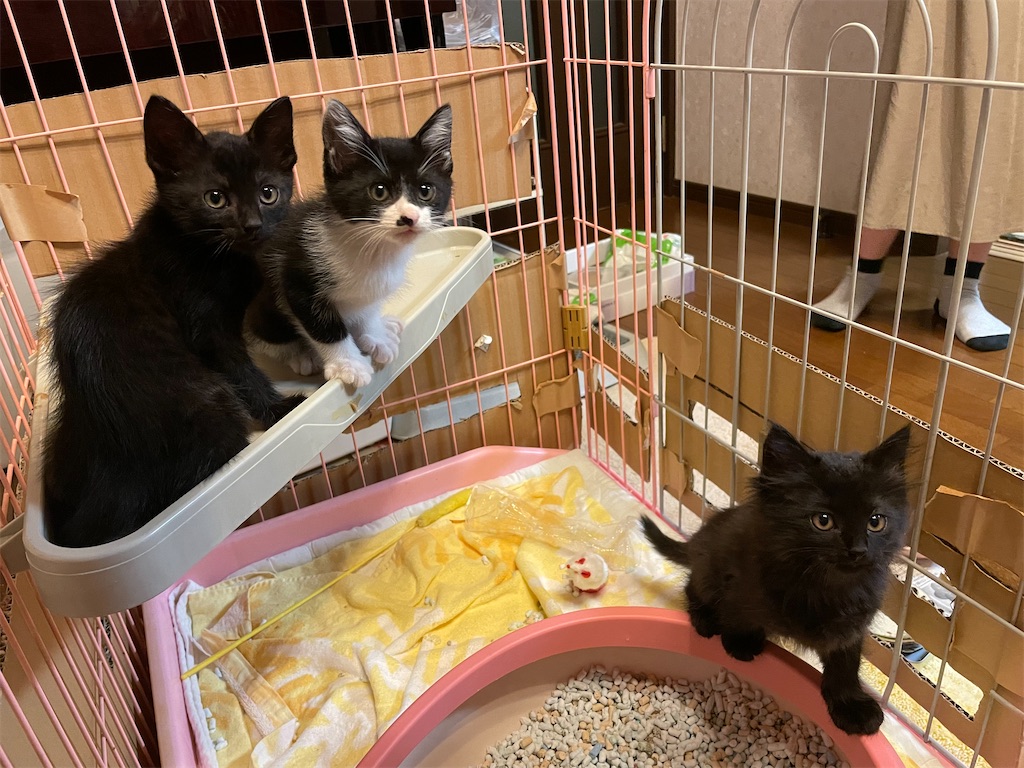 f:id:camelstation:20211106012244j:plain