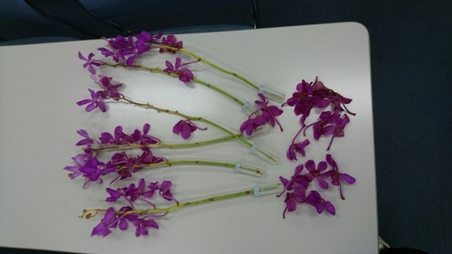 f:id:camelulu:20190817003706j:plain f:id:camelulu:20190817003706j:plain