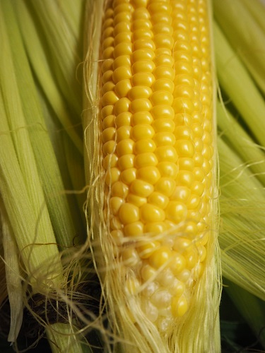 f:id:camelulu:20200826010524j:plain