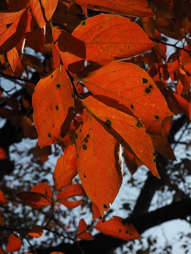f:id:camelulu:20201121021712j:plain