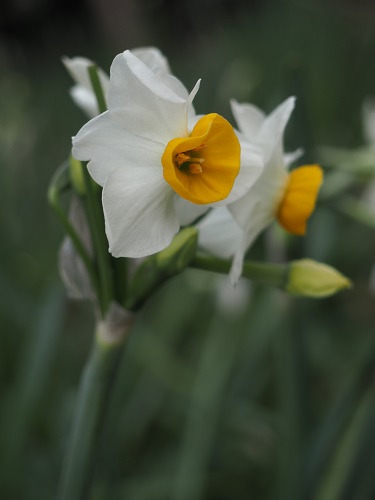 f:id:camelulu:20210112160853j:plain