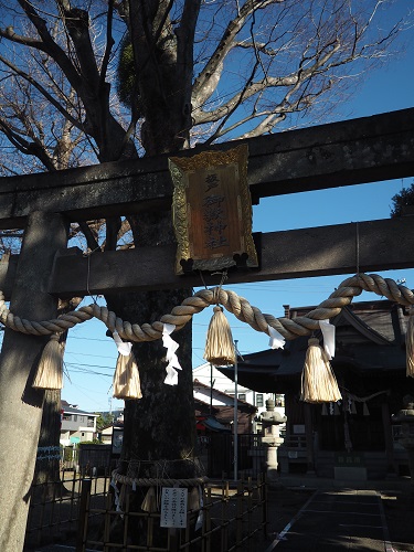 f:id:camelulu:20210131231744j:plain