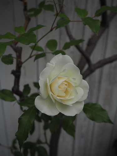 f:id:camelulu:20210429144223j:plain