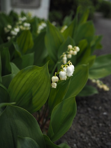 f:id:camelulu:20210429144238j:plain