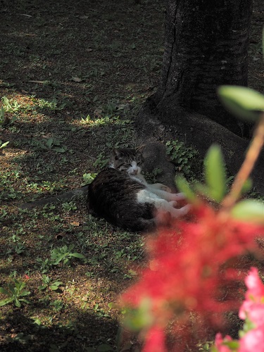 f:id:camelulu:20210517172942j:plain