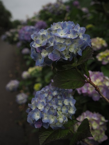 f:id:camelulu:20210525002218j:plain