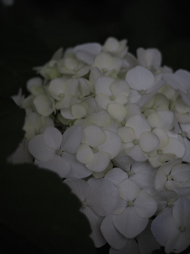 f:id:camelulu:20210601221451j:plain