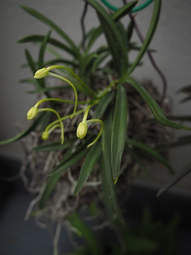 f:id:camelulu:20210625170845j:plain