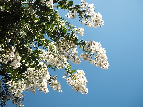 f:id:camelulu:20210806152642j:plain