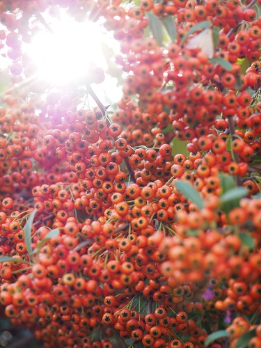 f:id:camelulu:20211005232908j:plain