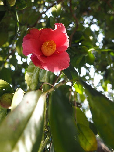 f:id:camelulu:20220208222510j:plain
