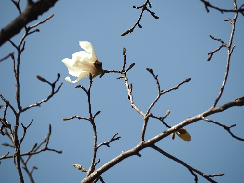 f:id:camelulu:20220327162903j:plain