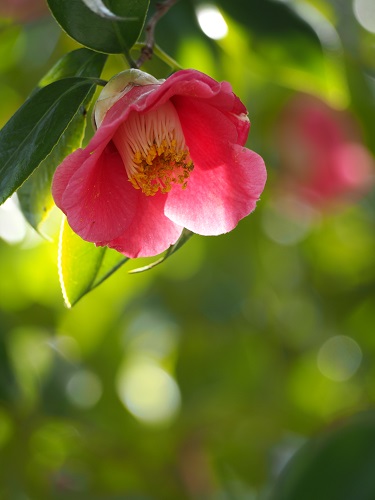 f:id:camelulu:20220327162925j:plain