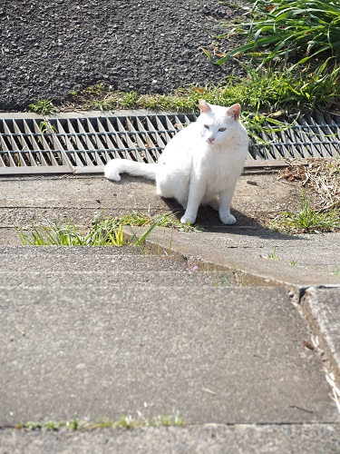 f:id:camelulu:20220327162959j:plain