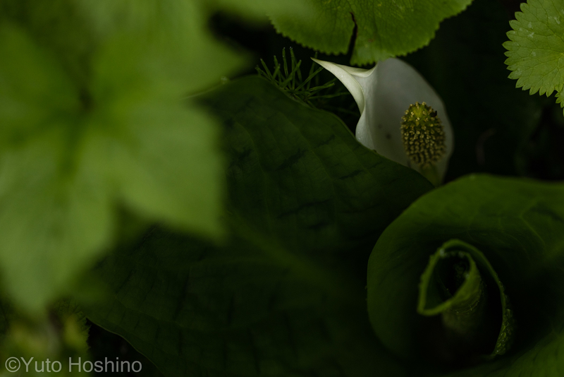 f:id:camerakuma:20220406161053j:plain