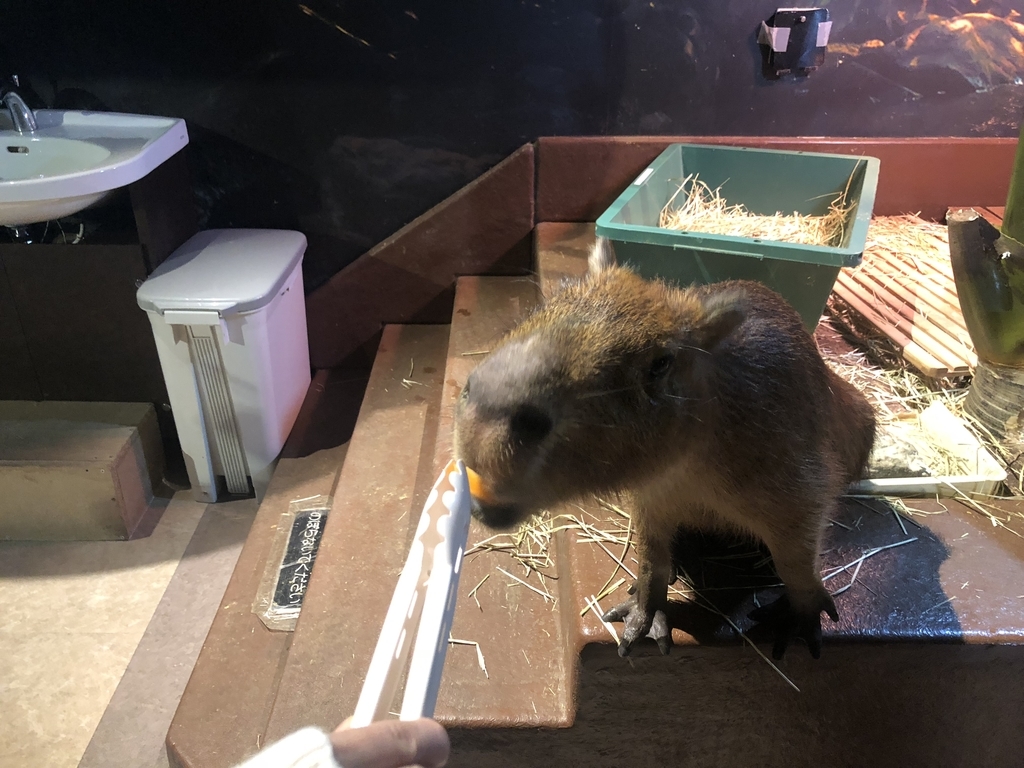 f:id:camerangz:20190201004341j:plain