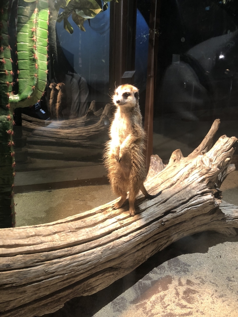 f:id:camerangz:20190201004344j:plain