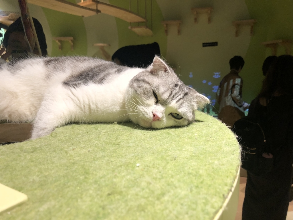 f:id:camerangz:20190201004349j:plain