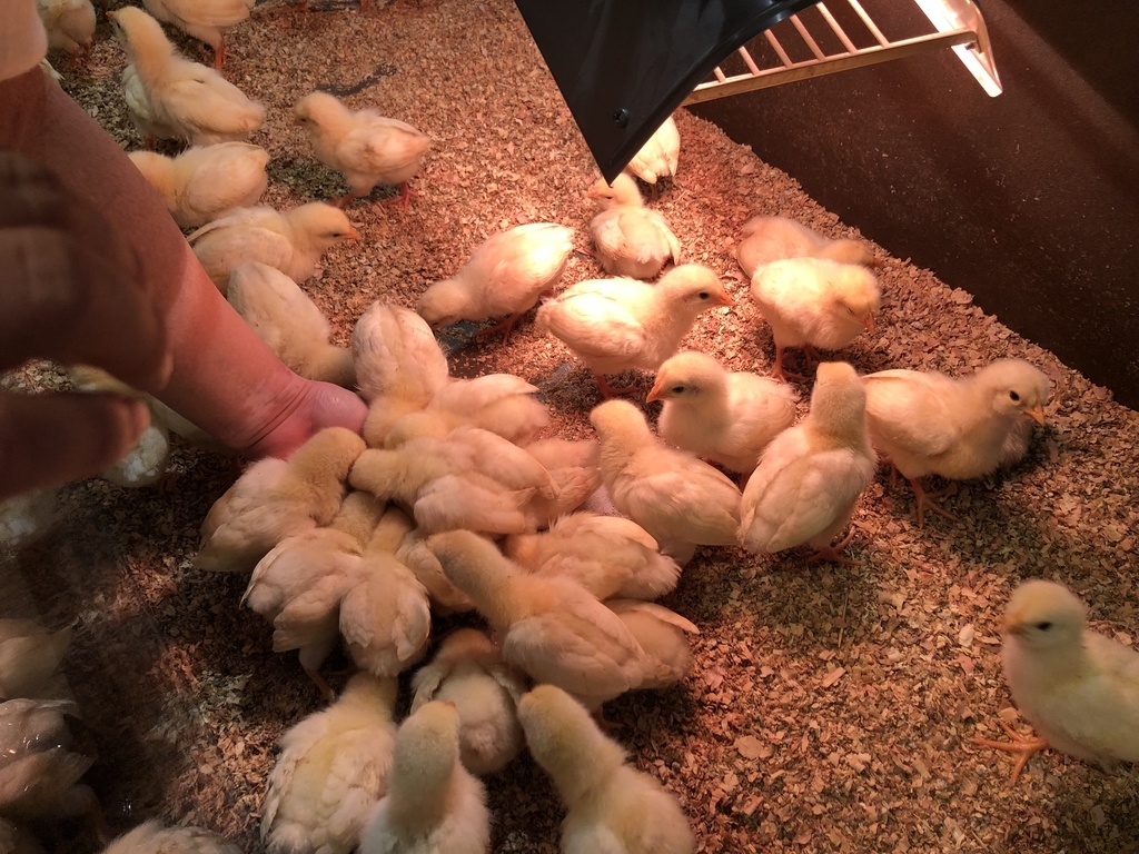 f:id:camerangz:20190201010834j:plain