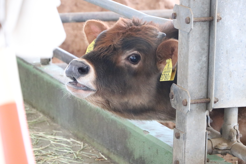 f:id:camerangz:20190307233124j:plain