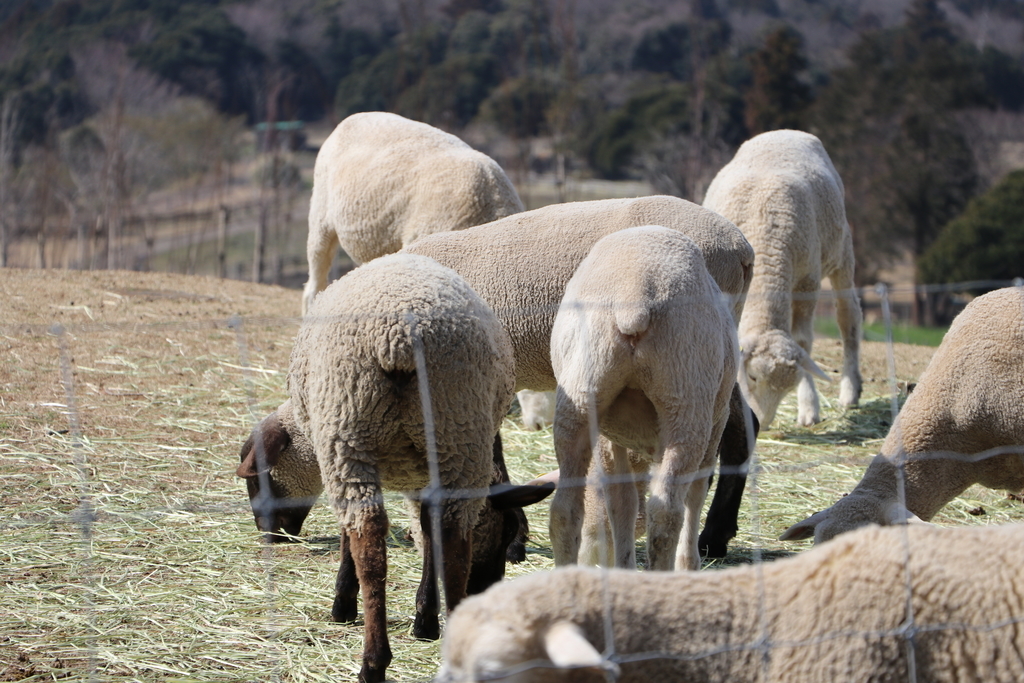 f:id:camerangz:20190307233643j:plain